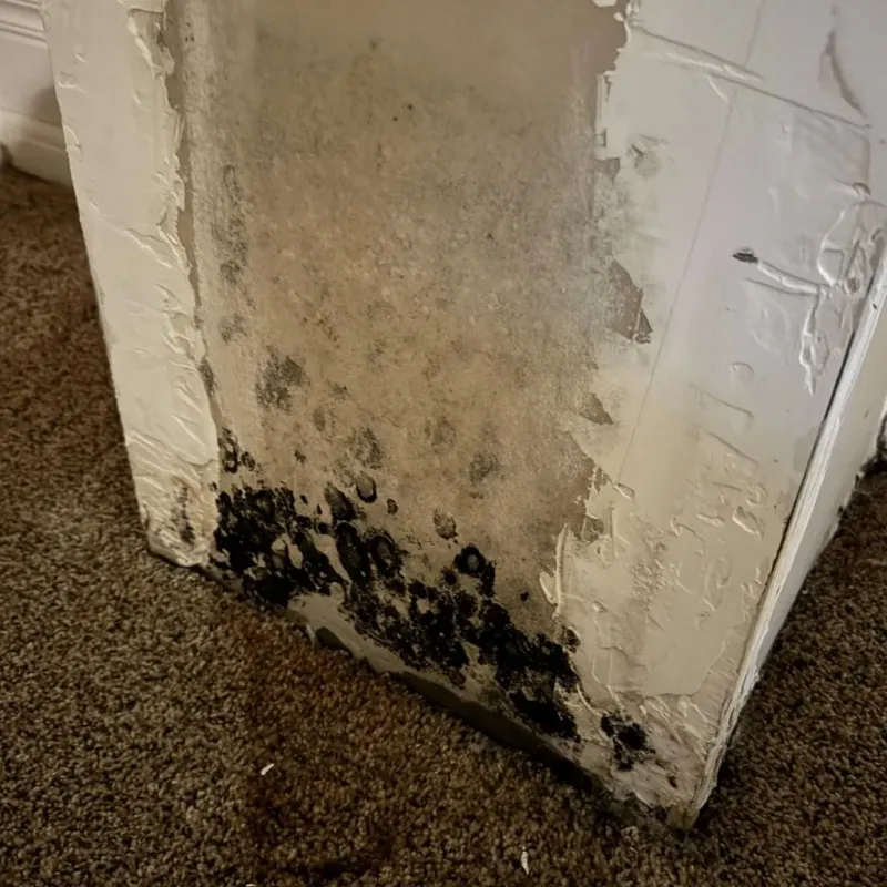 Professional Mold Removal in Nelson County, KY